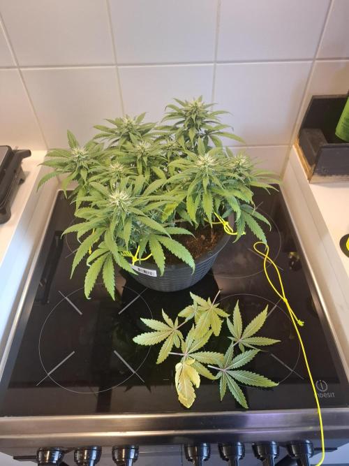 Zamnesia LSD. Week 9 - Tina 8/11/25 2