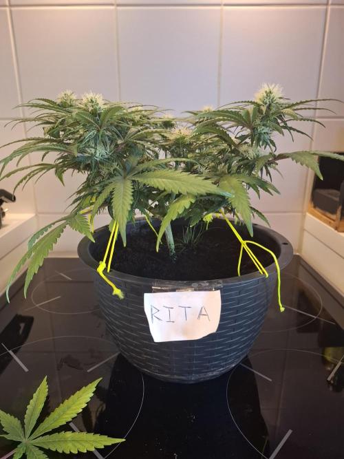 Zamnesia LSD. Week 9 - Rita 8/11/25 F1