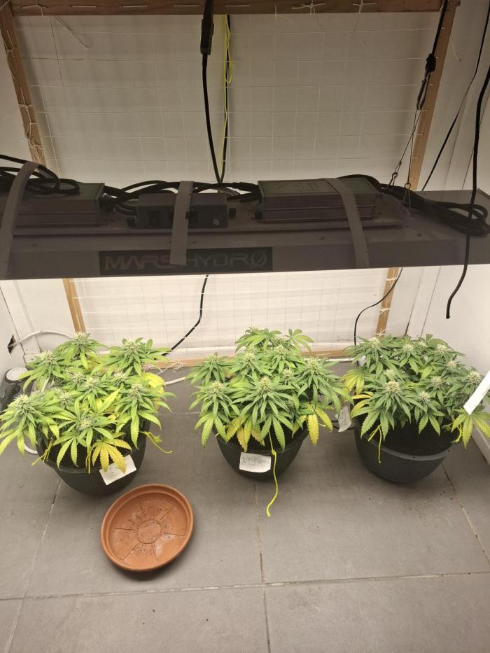 Zamnesia LSD. Week 10