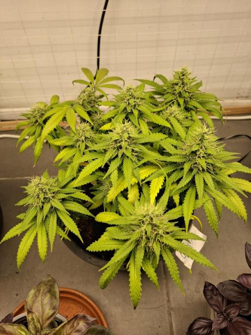 Zamnesia LSD. Week 11