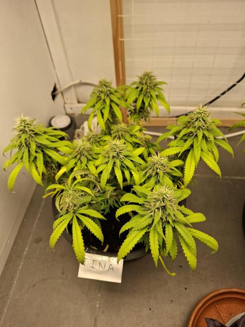 Zamnesia LSD. Week 11