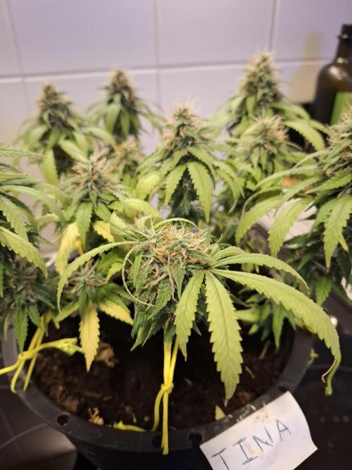 Zamnesia LSD. Week 11