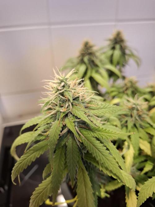 Zamnesia LSD. Week 11