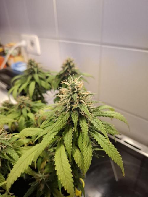 Zamnesia LSD. Week 11