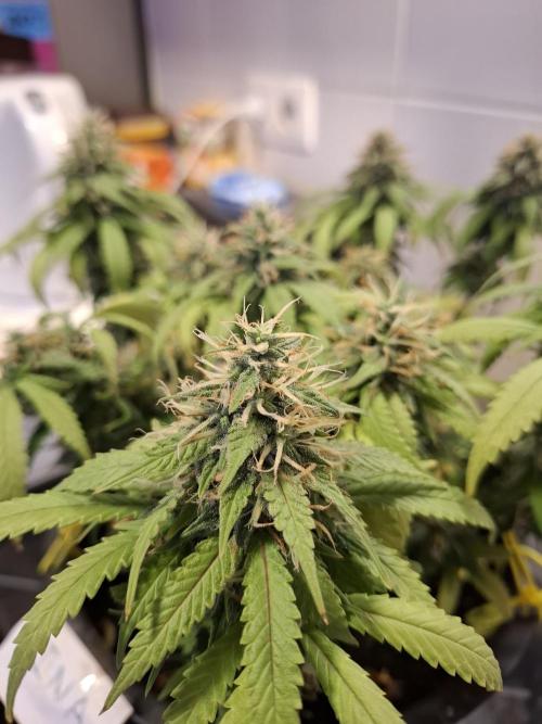 Zamnesia LSD. Week 11