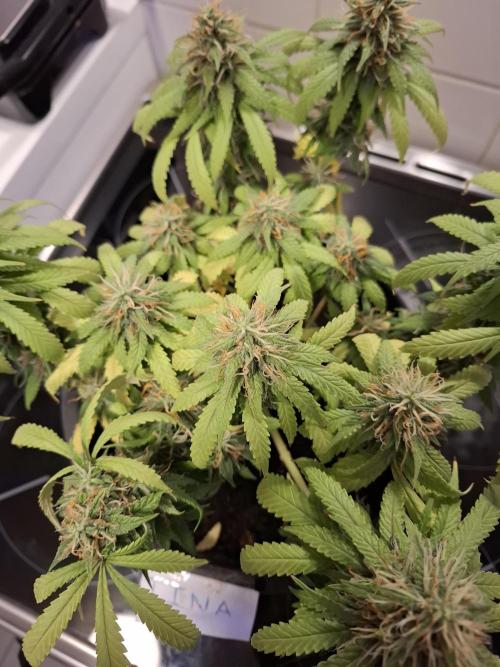 Zamnesia LSD. Week 11