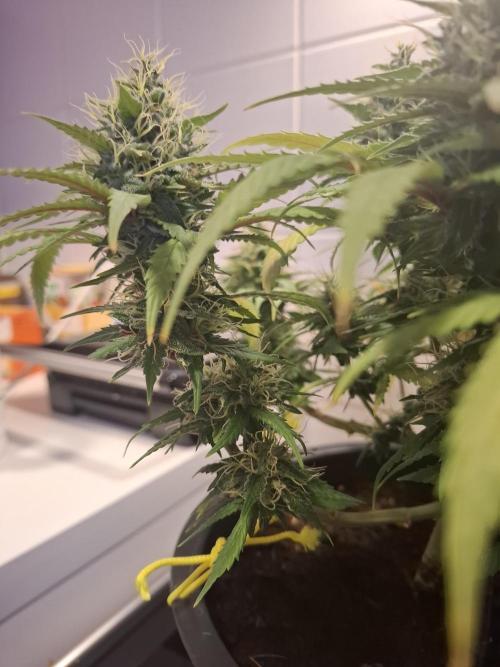 Zamnesia LSD. Week 11