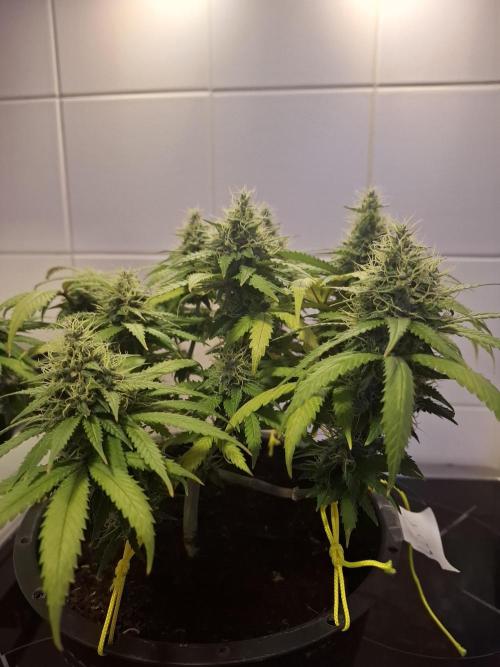 Zamnesia LSD. Week 11