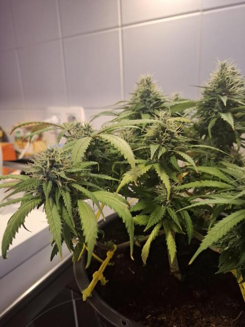 Zamnesia LSD. Week 11