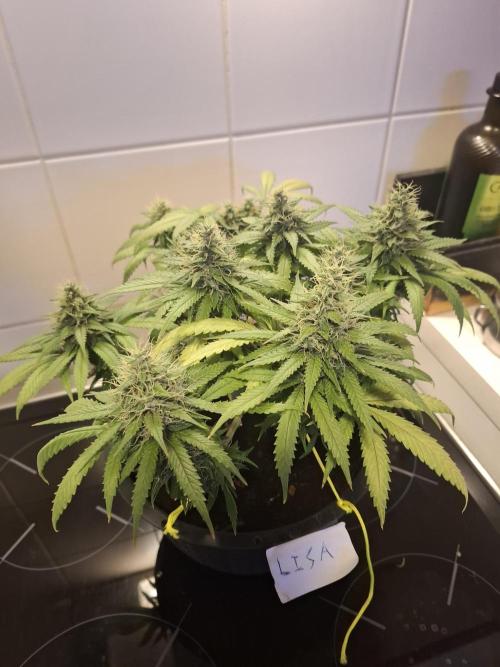 Zamnesia LSD. Week 11