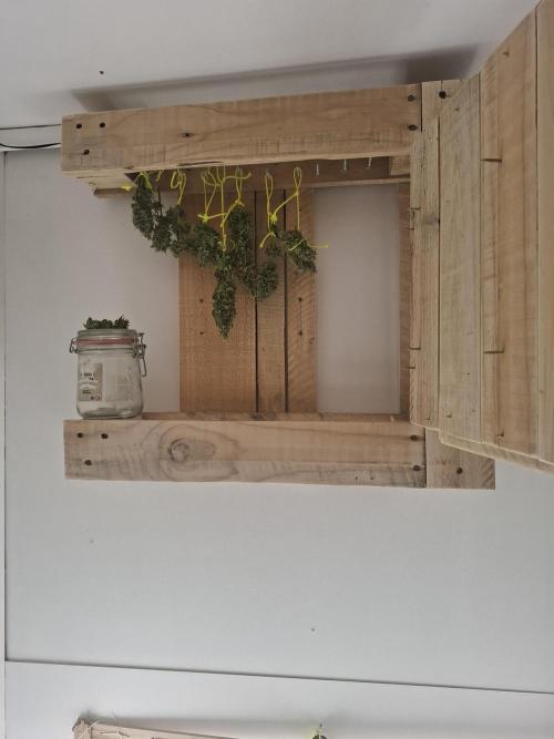 Zamnesia LSD. Week 12