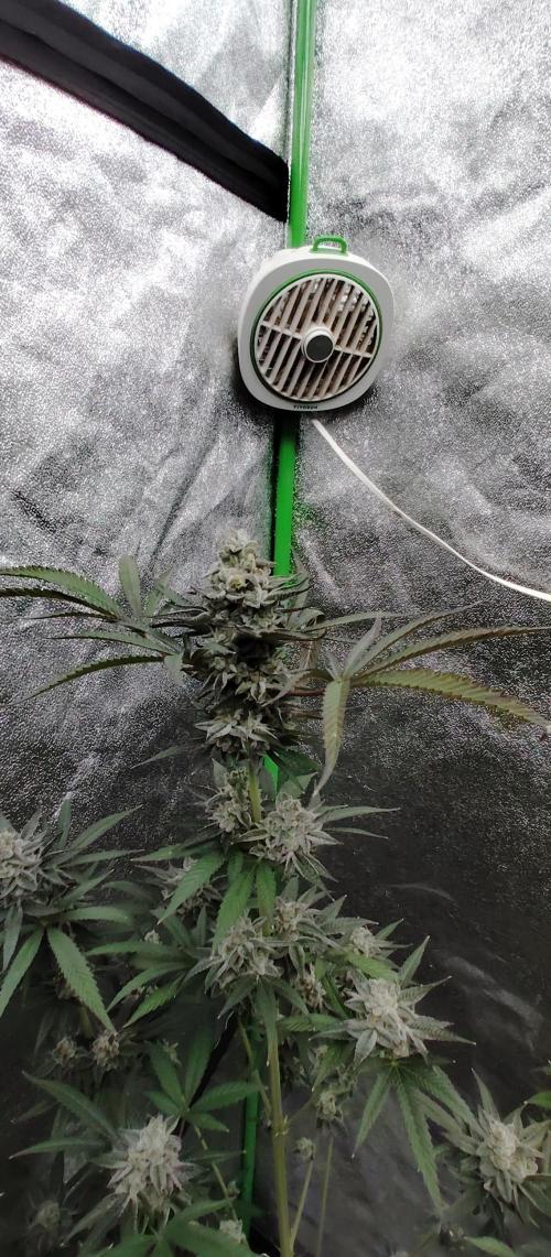 Blundport420. Week 7