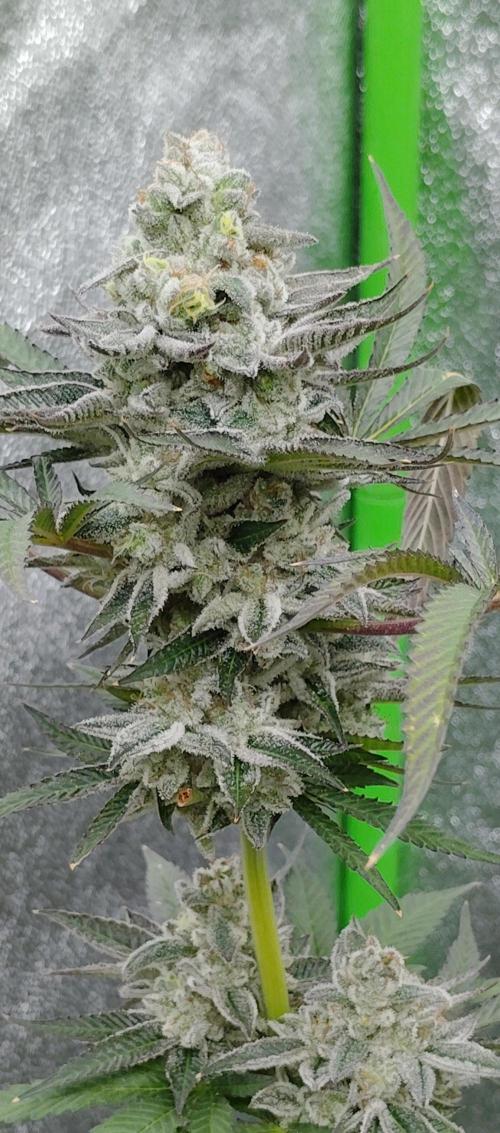 Blundport420. Week 7