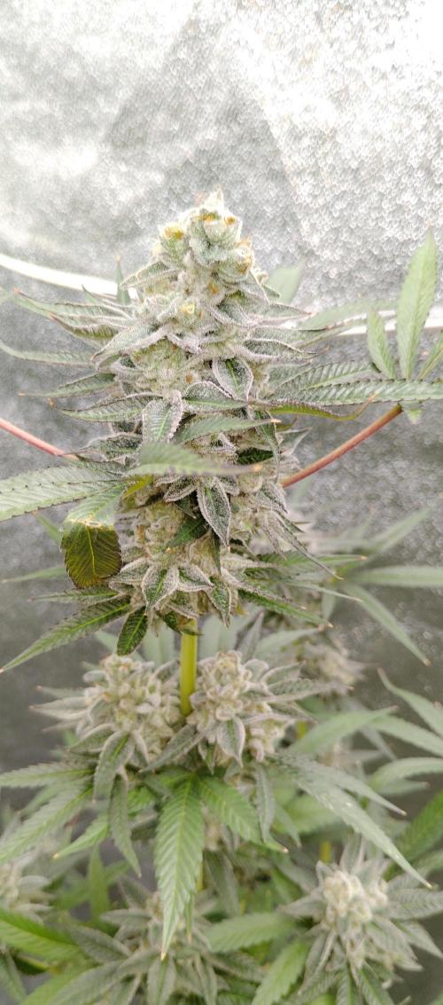 Blundport420. Week 7