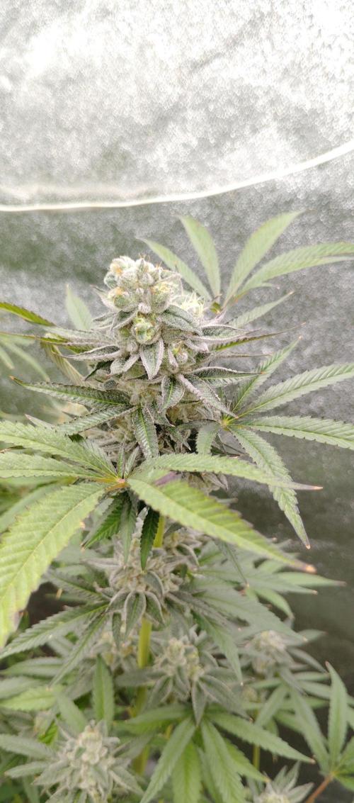 Blundport420. Week 7