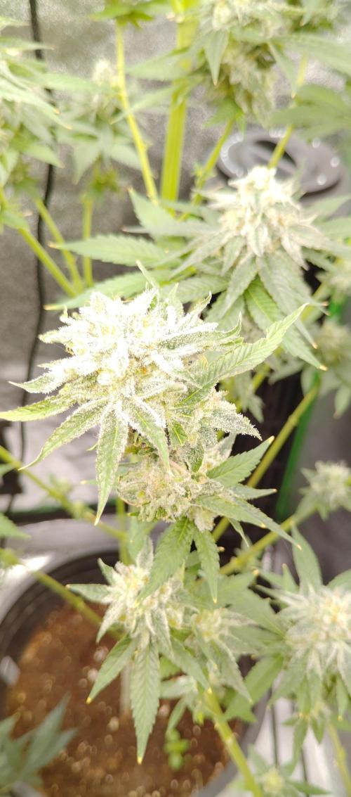 Blundport420. Week 7