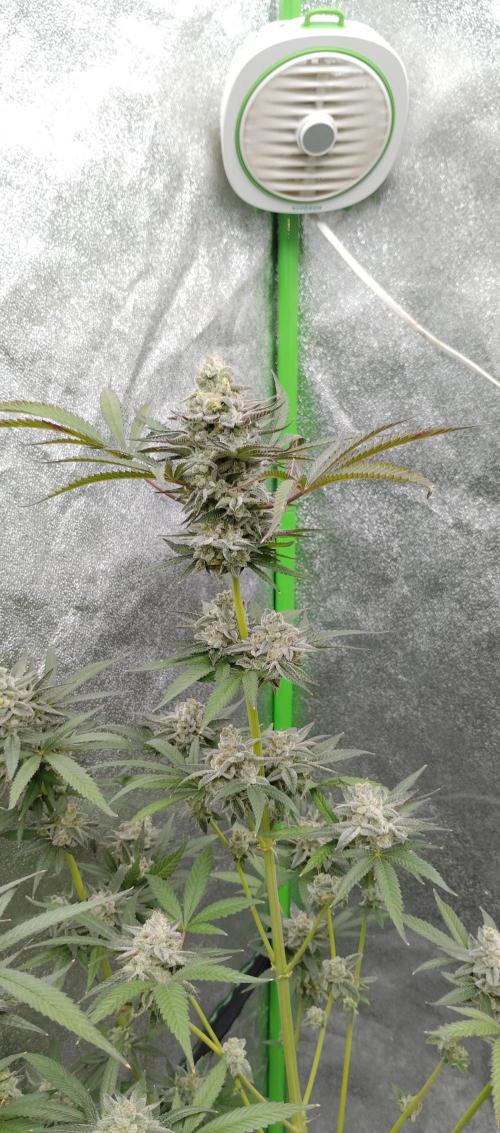 Blundport420. Week 7