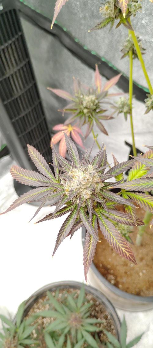 Blundport420. Week 9 - New close-up 