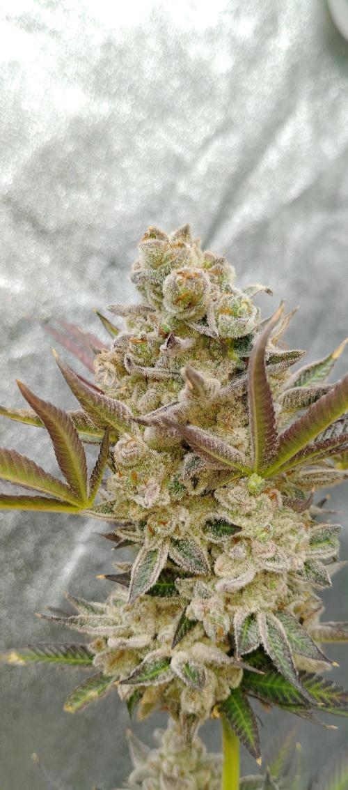 Blundport420. Week 9