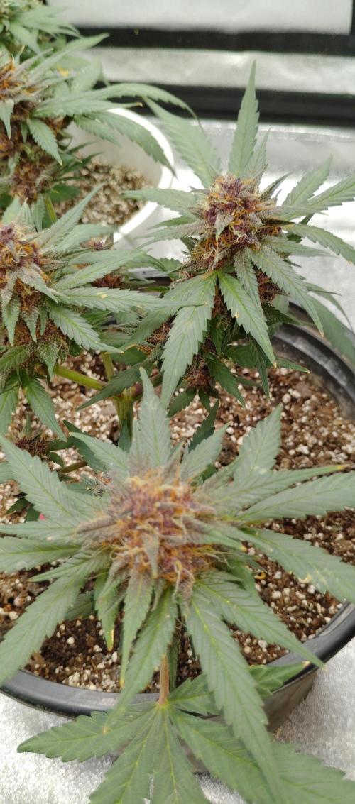 Blundport420. Week 9