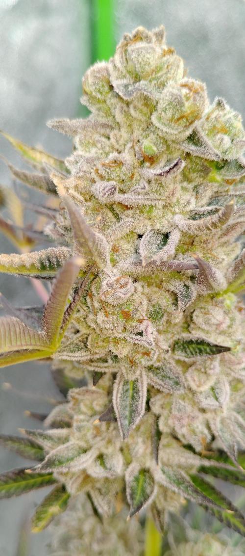 Blundport420. Week 9