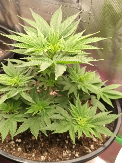 My first grow 2023. Week 20
