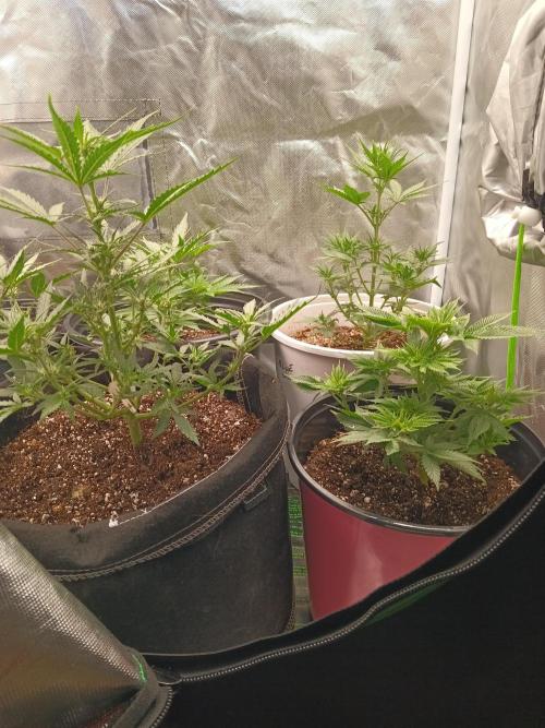 My first grow 2023. Week 20