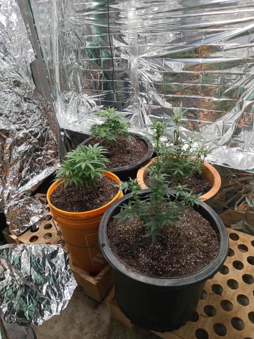 My first grow 2023. Week 20