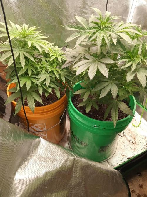 My first grow 2023. Week 20