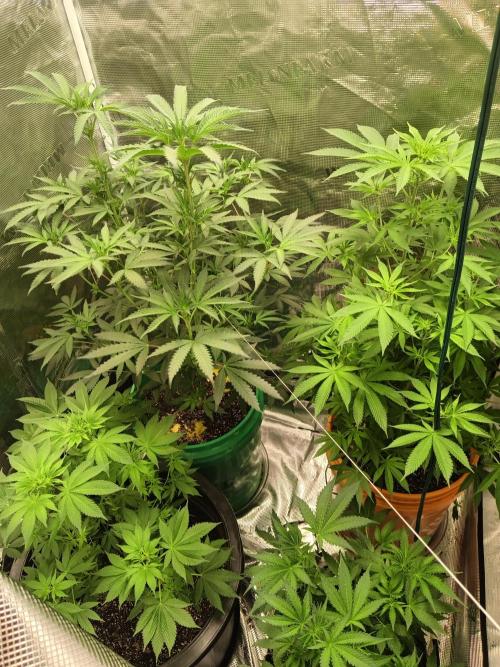 My first grow 2023. Week 20
