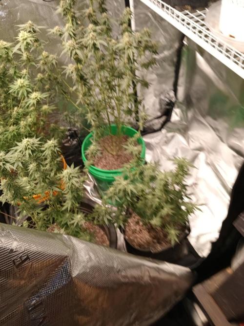 My first grow 2023. Week 20