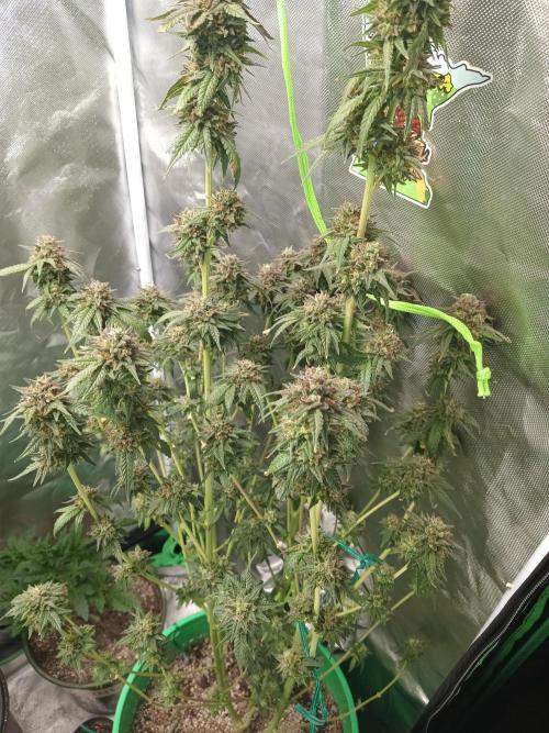 My first grow 2023. Week 20