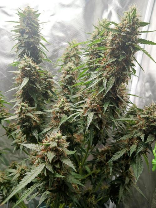 My first grow 2023. Week 20