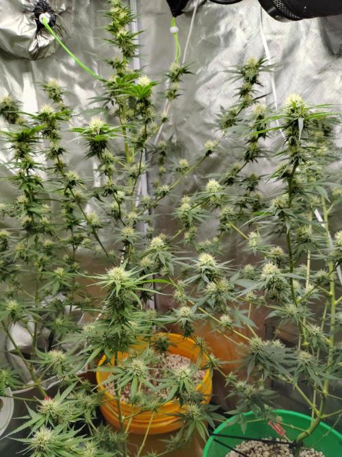 My first grow 2023. Week 20