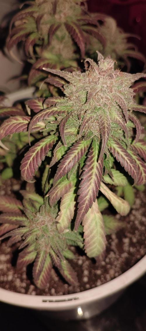 My first grow 2023. Week 21