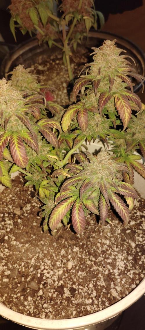 My first grow 2023. Week 21