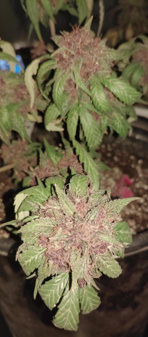 My first grow 2023. Week 21