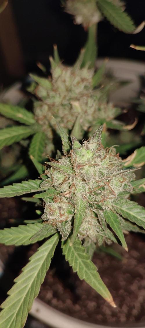 My first grow 2023. Week 21