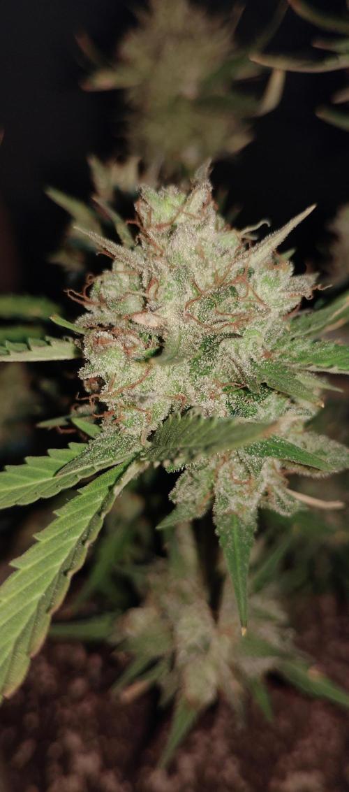 My first grow 2023. Week 21