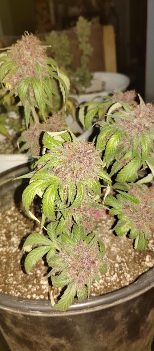 My first grow 2023. Week 21