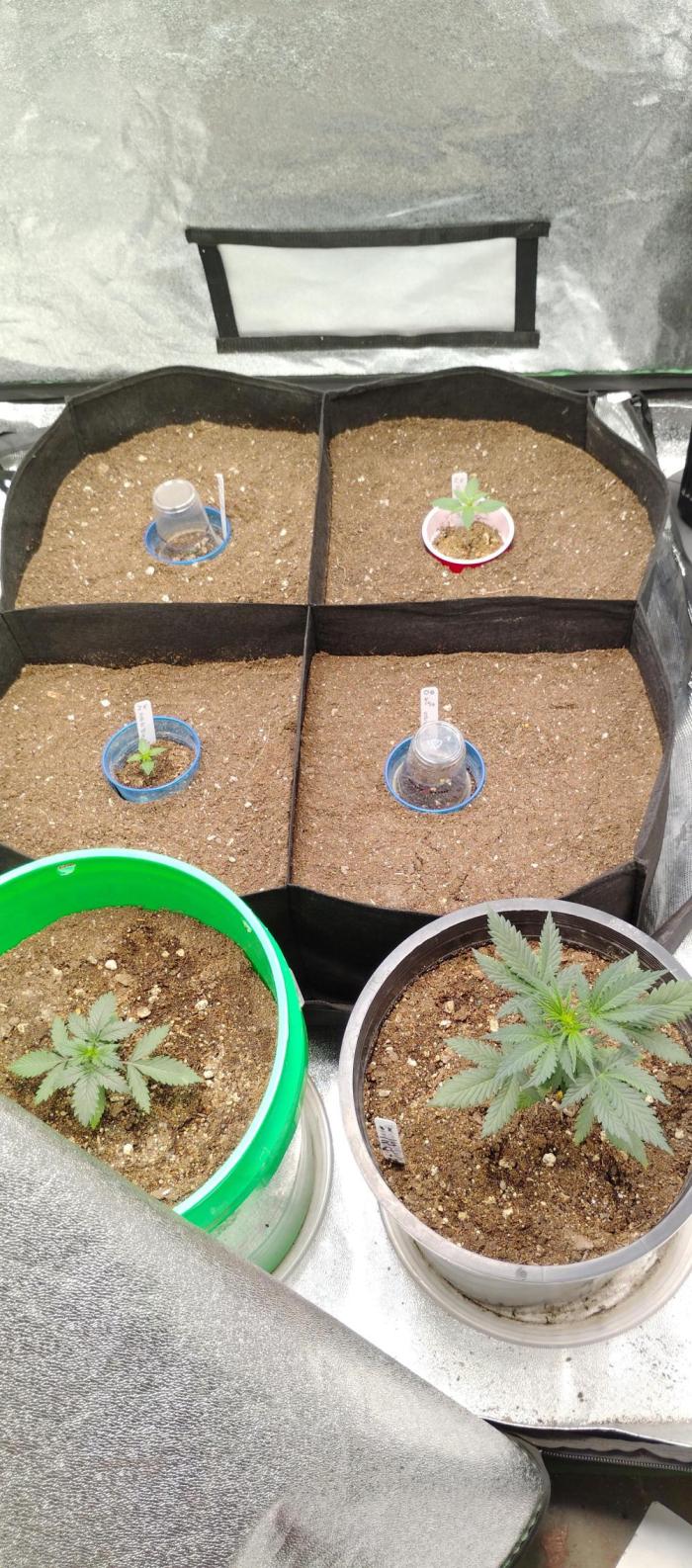 New set up and grow. Week 1 - New setup new grow