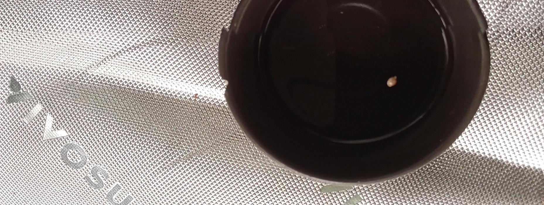 Red Eyes Flight Club/ 2026. Week 0 - Seeds dropped 