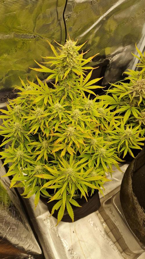 First Cocosoil Fast Buds Grow. Week 9 - Pound Cake Tag 63