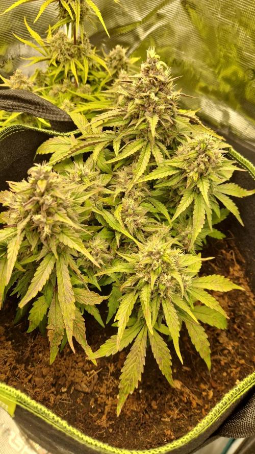 First Cocosoil Fast Buds Grow. Week 9 - Strawberry Gorilla Tag 63