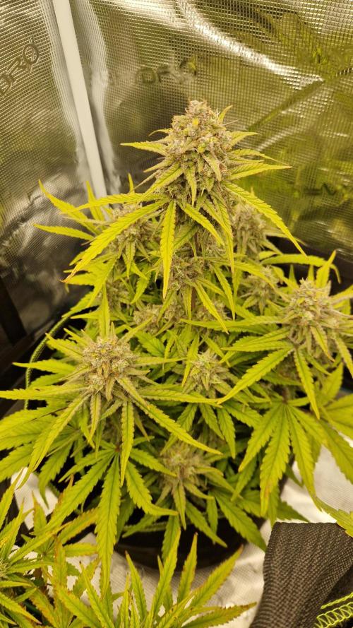 First Cocosoil Fast Buds Grow. Week 9 - Ztrawberriez Tag 63