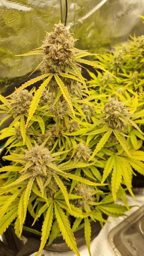 First Cocosoil Fast Buds Grow. Week 10 - Ztrawberriez Tag 70