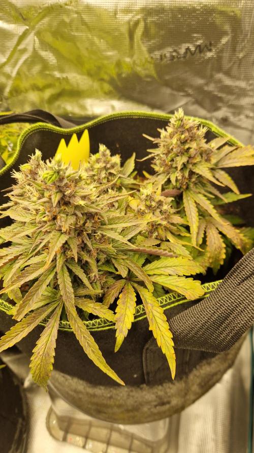 First Cocosoil Fast Buds Grow. Week 10 - Strawberry Gorilla Tag 70