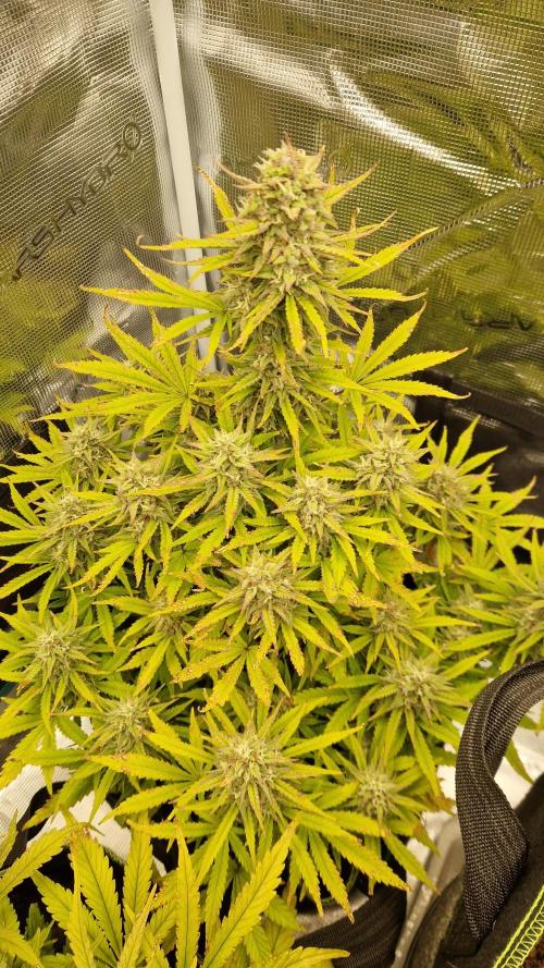 First Cocosoil Fast Buds Grow. Week 10 - Pound Cake Tag 70