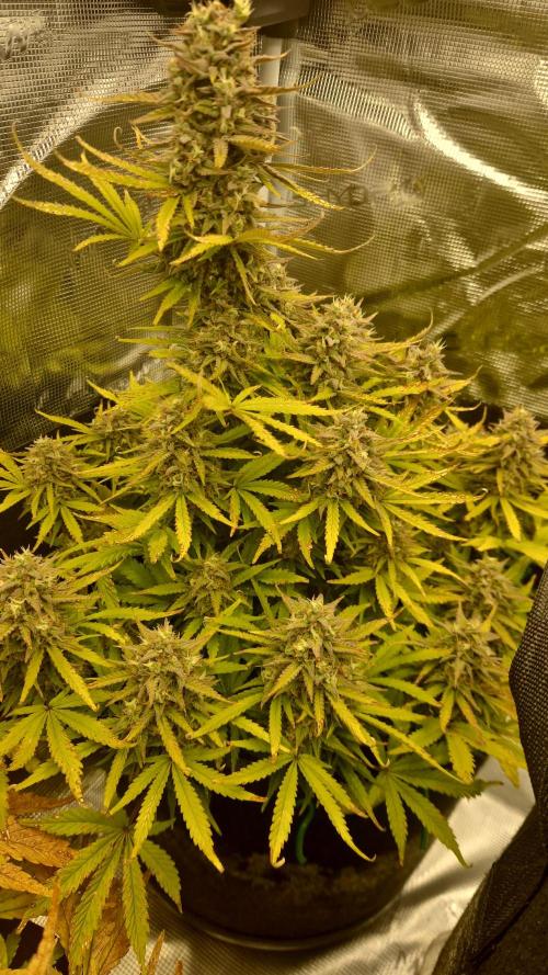 First Cocosoil Fast Buds Grow. Week 11 - Pound Cake Tag 77