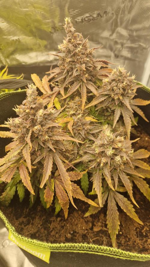 First Cocosoil Fast Buds Grow. Week 11 - Strawberry Gorilla Tag 77